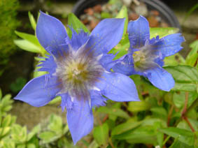 Gentiana septemfida var lagodechiana